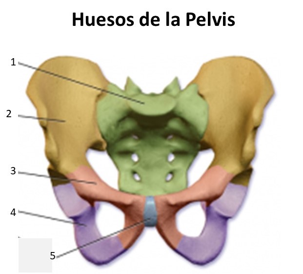 Huesos de la pelvis