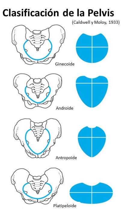 Tipos de pelvis