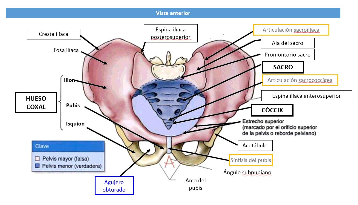 Pelvis Vista anterior 